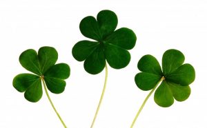 1-clovers-on-white-background